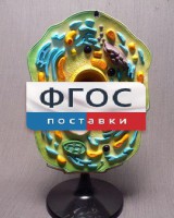 Модель "Клетка растения" - fgospostavki.ru - Лесной