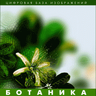 Ботаника. (Цифровая база изображений) - fgospostavki.ru - Лесной
