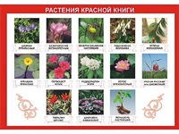 Таблица демонстрационная "Растения Красной книги" (винил 100*140) - fgospostavki.ru - Лесной