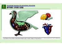 Рельефная таблица "Внутреннее строение голубя" (формат А1, матовое ламинирование) - fgospostavki.ru - Лесной