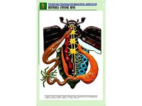Рельефная таблица "Внутреннее строение жука" (формат А1, матовое ламинирование) - fgospostavki.ru - Лесной