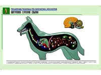 Рельефная таблица "Внутреннее строение собаки" (формат А1, матовое ламинирование) - fgospostavki.ru - Лесной