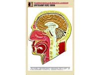 Рельефная таблица "Сагиттальный разрез головы" (формат А1, матовое ламинирование) - fgospostavki.ru - Лесной