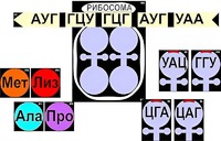 Модель-аппликация "Биосинтез белка" (ламинированная) - fgospostavki.ru - Лесной