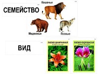 Модель-аппликация "Классификация растений и животных" (ламинированная) - fgospostavki.ru - Лесной