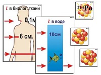 Модель-аппликация "Явление радиоактивности" (ламинированная) - fgospostavki.ru - Лесной