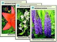 Гербарий фотографический "Основные группы растений" - fgospostavki.ru - Лесной