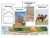 Модель-аппликация "Природные зоны" - fgospostavki.ru - Лесной