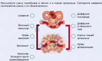 Интерактивные курсы. Биология 9 класс. Расширенный. - fgospostavki.ru - Лесной