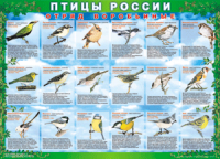 Комплект таблиц "Птицы России (4 листа)" (100х140 сантиметров, винил) - fgospostavki.ru - Лесной