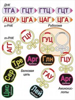 Модель-аппликация Биосинтез белка - fgospostavki.ru - Лесной