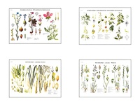 Плакаты ПРОФТЕХ "Систематика растений" (4 пл, винил, 70х100) - fgospostavki.ru - Лесной