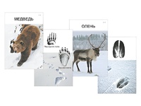 Комплект дидактических карточек "Следы на снегу" - fgospostavki.ru - Лесной