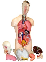 Торс человека разборный (42 см.) - fgospostavki.ru - Лесной