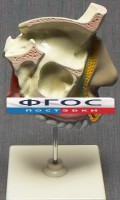 Модель "Разрез носоглотки" - fgospostavki.ru - Лесной