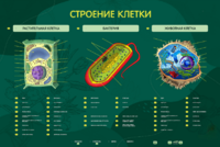 Электрифицированный стенд "Строение клетки" с маркерными полями - fgospostavki.ru - Лесной