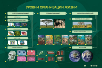 Электрифицированный стенд "Уровни организации жизни" - fgospostavki.ru - Лесной