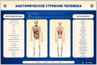 Электрифицированный стенд-тренажер c макетом скелета "Анатомическое строение человека" - fgospostavki.ru - Лесной