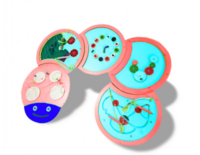 Тактильно-развивающая панель «Гусеница» - fgospostavki.ru - Лесной