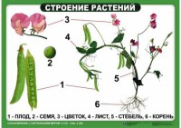 Комплект таблиц "Ознакомление с окружающим миром 1-4 класс" - fgospostavki.ru - Лесной