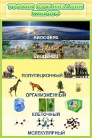 Стенд "Уровни организации живого" - fgospostavki.ru - Лесной