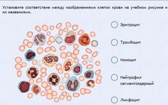 Интерактивные курсы. Биология 11 класс. Расширенный. - fgospostavki.ru - Лесной