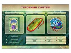 Электрифицированный стенд "Строение клетки" с маркерными полями - fgospostavki.ru - Лесной