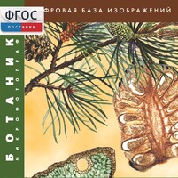 Ботаника. Микрофотографии. (Цифровая база изображений) - fgospostavki.ru - Лесной
