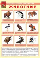 Комплект плакатов "Красная Книга России (животные, растения)" - fgospostavki.ru - Лесной