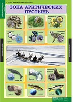 Комплект таблиц. Окружающий мир 4 класс. - fgospostavki.ru - Лесной