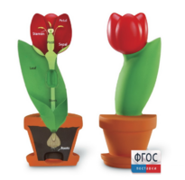 Модель цветка - fgospostavki.ru - Лесной