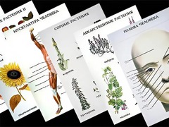 Таблицы по природоведению 1-3 класс (46 штук, формат А2) - fgospostavki.ru - Лесной