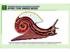 Рельефная таблица "Внутреннее строение брюхоногого моллюска" (формат А1, матовое ламинирование) - fgospostavki.ru - Лесной