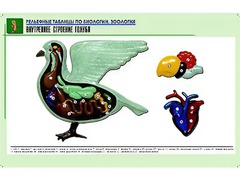 Рельефная таблица "Внутреннее строение голубя" (формат А1, матовое ламинирование) - fgospostavki.ru - Лесной