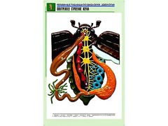 Рельефная таблица "Внутреннее строение жука" (формат А1, матовое ламинирование) - fgospostavki.ru - Лесной