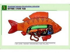Рельефная таблица "Внутреннее строение рыбы" (формат А1, матовое ламинирование) - fgospostavki.ru - Лесной