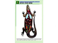 Рельефная таблица "Внутреннее строение ящерицы" (формат А1, матовое ламинирование) - fgospostavki.ru - Лесной
