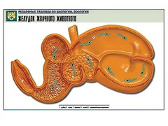 Рельефная таблица "Желудок жвачного животного" (формат А1, матовое ламинирование) - fgospostavki.ru - Лесной