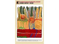 Рельефная таблица "Ворсинка кишечная с сосудом" (формат А1, матовое ламинирование) - fgospostavki.ru - Лесной