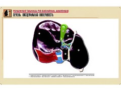 Рельефная таблица "Печень. Висцеральная поверхность" (формат А1, матовое ламинирование) - fgospostavki.ru - Лесной