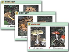 Комплект таблиц раздаточных "Грибы съедобные и несъедобные" (цветные, ламинированные, А4, 8 штук) - fgospostavki.ru - Лесной
