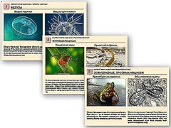Комплект таблиц раздаточных "Ядовитые животные" - fgospostavki.ru - Лесной