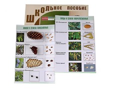 Коллекция "Шишки, плоды, семена деревьев и кустарников" - fgospostavki.ru - Лесной