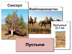 Модель-аппликация "Природные зоны России" (ламинированная) - fgospostavki.ru - Лесной