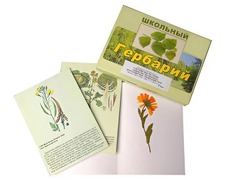 Гербарий "Систематика растений. Семейство Пасленовые. Крестоцветные. Сложноцветные" (раздаточный) - fgospostavki.ru - Лесной