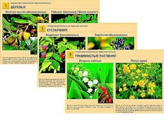 Гербарий фотографический "Ядовитые растения" - fgospostavki.ru - Лесной