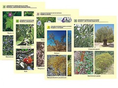 Гербарий фотографический по географии - fgospostavki.ru - Лесной