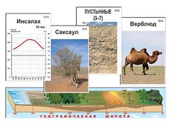 Модель-аппликация "Природные зоны" - fgospostavki.ru - Лесной