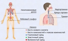 Интерактивные курсы. Биология 9 класс. Базовый. - fgospostavki.ru - Лесной