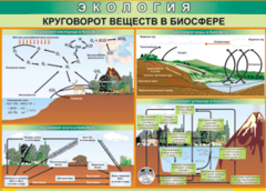 Таблица "Круговорот веществ в биосфере" (100х140 сантиметров, винил) - fgospostavki.ru - Лесной
